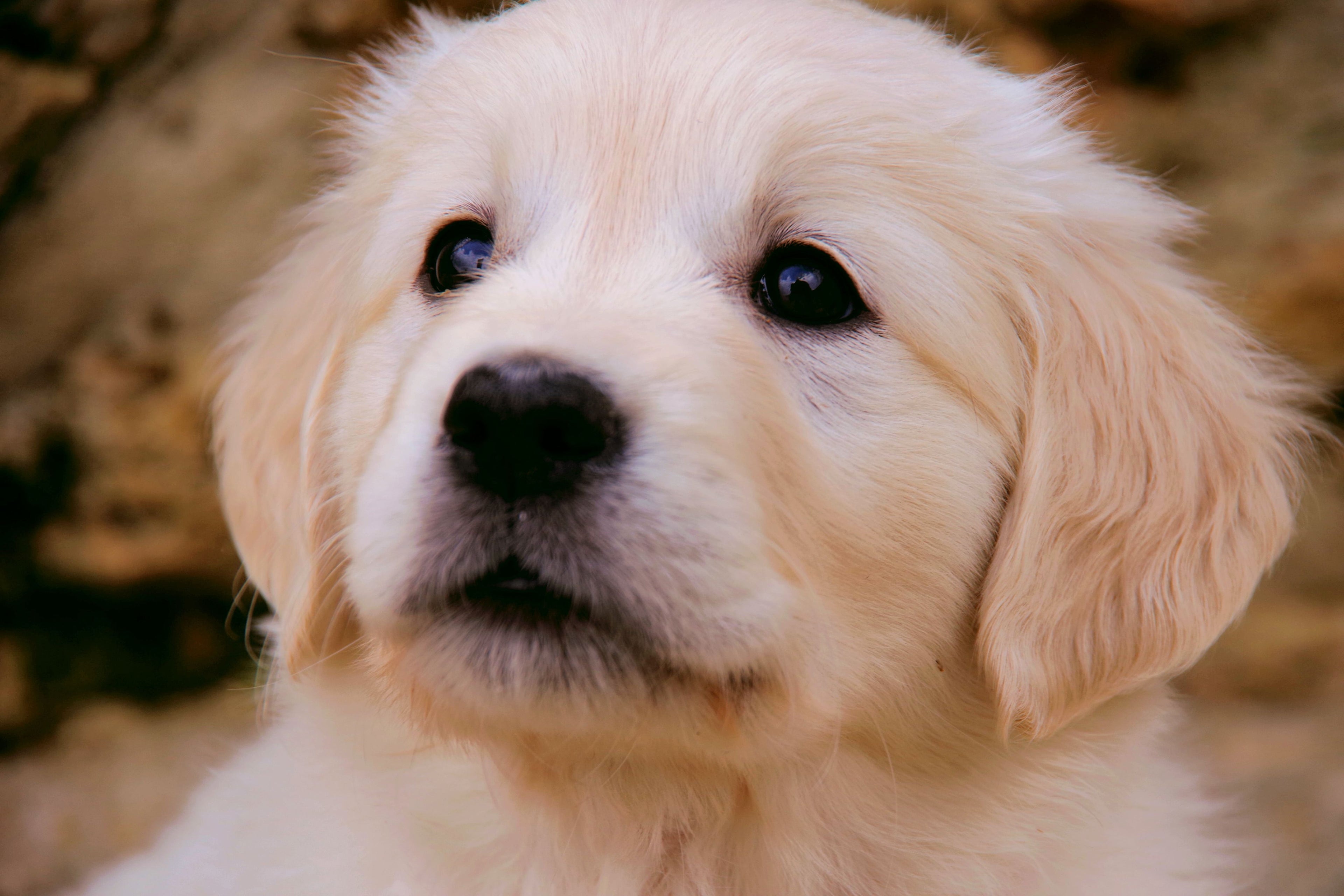 Peludos