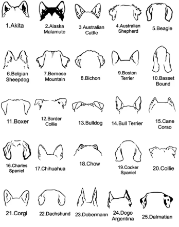 Collar orejitas personalizable